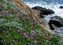 More flowering succulents.